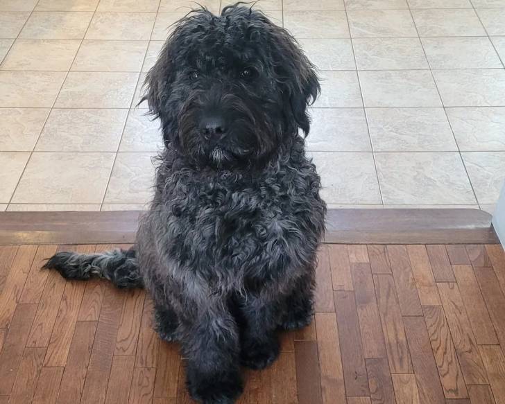 Un Bouvier des Flandres assis sur un plancher et regardant vers la caméra 
