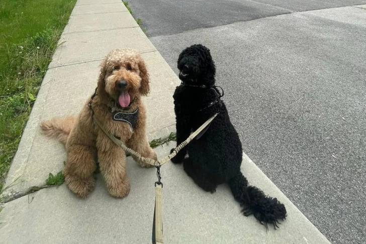Deux Bouvier des Flandres assis sur un trottoir et qui sont tous deux tenus en laisse