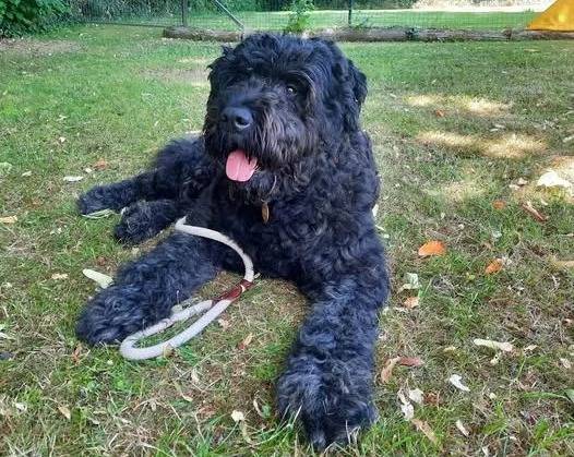 Un Bouvier des Flandres tirant la langue et qui est tenu en laisse