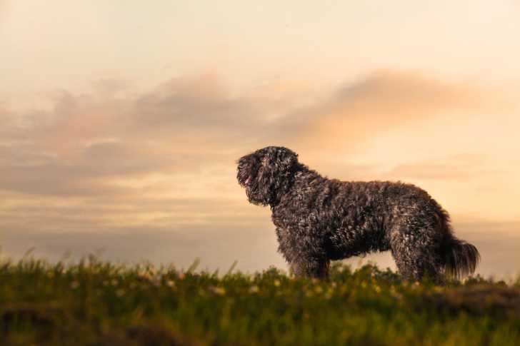 Photo Bouvier des Flandres
