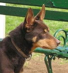 Pippa - Kelpie Australien (1 an)