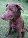 Steve - Kelpie Australien Mâle (1 an)