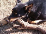 Swift - Kelpie Australien (9 ans)
