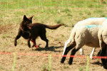 Enjie Kelpiebrink (Australian kelpie Show) - Kelpie Australien