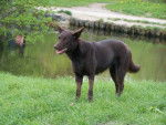 Enjie Kelpiebrink (Australian kelpie Show) - Kelpie Australien