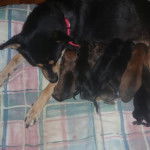 Tiny - Kelpie Australien (7 ans)