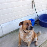 Wombat - Kelpie Australien Mâle