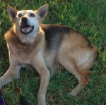 Bogan - Kelpie Australien Mâle (14 ans)