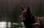 Photo Kelpie Australien