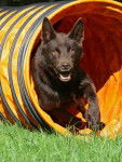 Photo Kelpie Australien
