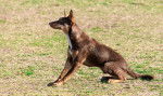 Photo Kelpie Australien