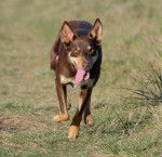 Photo Kelpie Australien