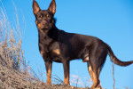 Photo Kelpie Australien