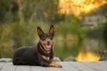 Photo Kelpie Australien