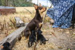 Photo Kelpie Australien