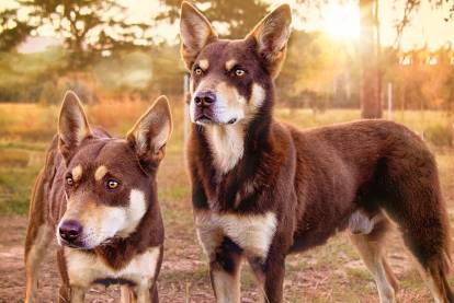 Les 10 meilleures races de chiens de taille moyenne 