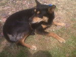 Swift - Kelpie Australien Femelle (9 ans)