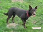 Enjie Kelpiebrink (Australian kelpie Show) - Kelpie Australien