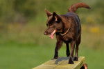 Photo Kelpie Australien