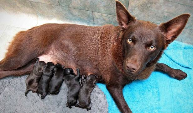 Pepper - Kelpie Australien Femelle (9 ans)
