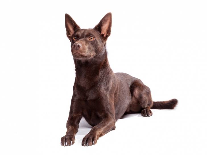 Photo Kelpie Australien