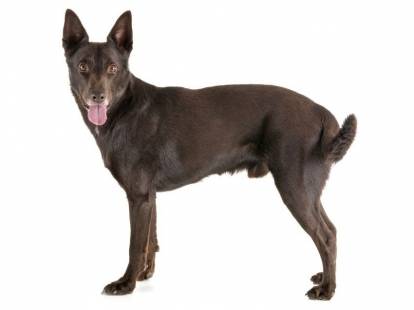 Kelpie Australien