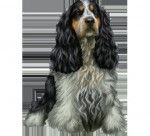 arianne - Silky Terrier Mâle (1 an)