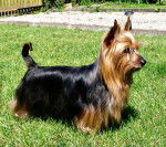 Photo Silky Terrier