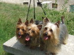 Photo Silky Terrier