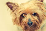 Photo Silky Terrier