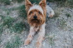 Photo Silky Terrier