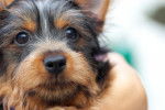Photo Silky Terrier