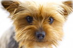 Photo Silky Terrier