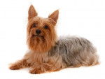 Photo Silky Terrier