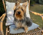 Un Silky Terrier assis sur chaise et semblant détendu