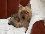 Un Silky Terrier allongé sur un canapé 