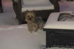 Un Silky Terrier sur une surface enneigée 