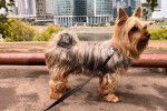 Un Silky Terrier sur une surface bétonnée et qui est tenu en laisse 