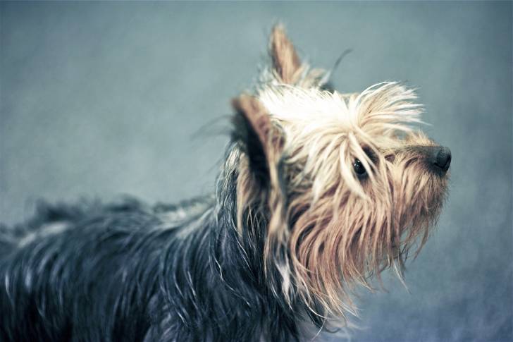 Photo Silky Terrier