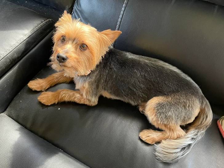 Un Silky Terrier allongé sur un canapé et semblant détendu
