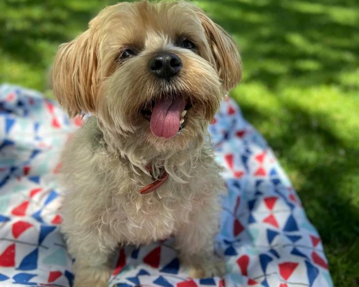 Un Silky Terrier tirant la langue et portant un collier autour du cou