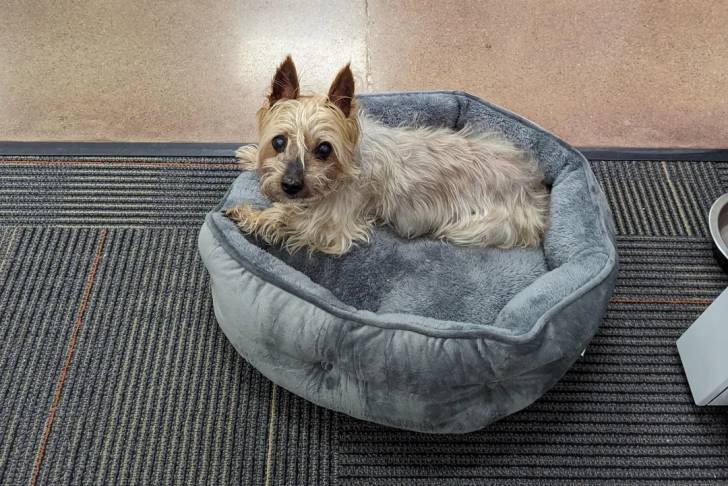 Un Silky Terrier allongé dans un panier et regardant vers la caméra 