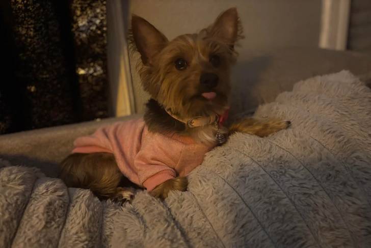 Un Silky Terrier allongé sur un canapé et portant un habit pour chien 