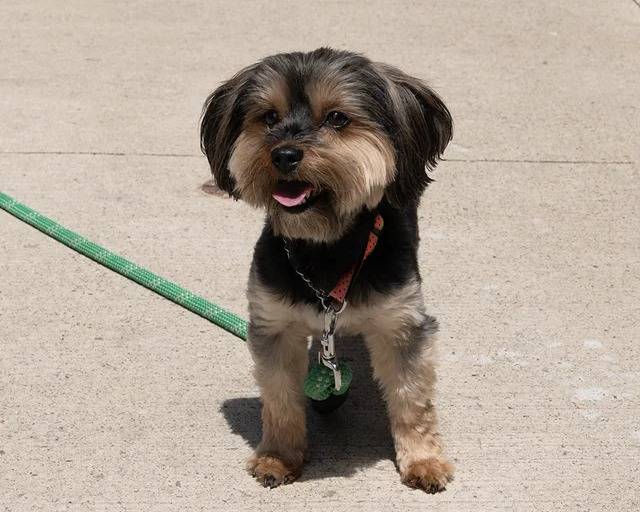 Un Silky Terrier sur une surface bétonnée et qui est tenu en laisse 