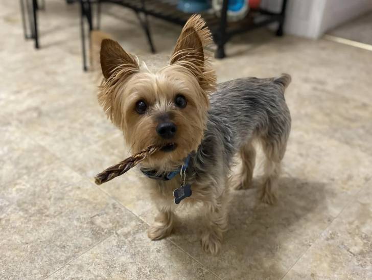 Un Silky Terrier sur un sol carrelé et portant un collier autour du cou