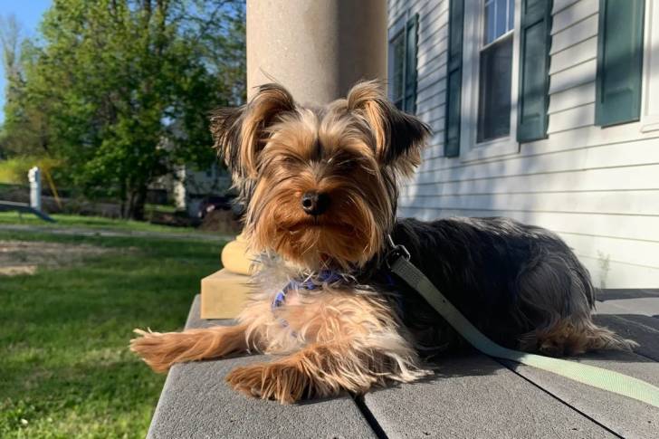 Un Silky Terrier allongé sur une terrasse et qui est tenu en laisse 