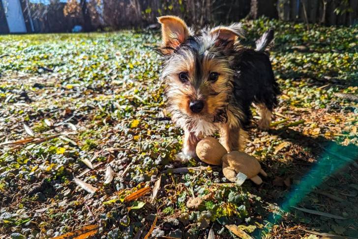 Un Silky Terrier sur un terrain herbeux 