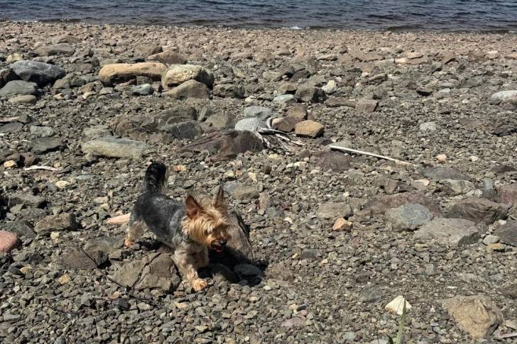 Un Silky Terrier sur une surface rocailleuse 