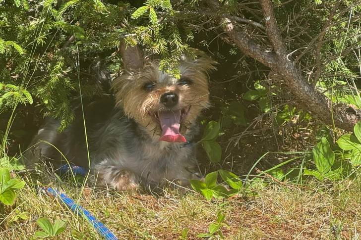 Photo Silky Terrier