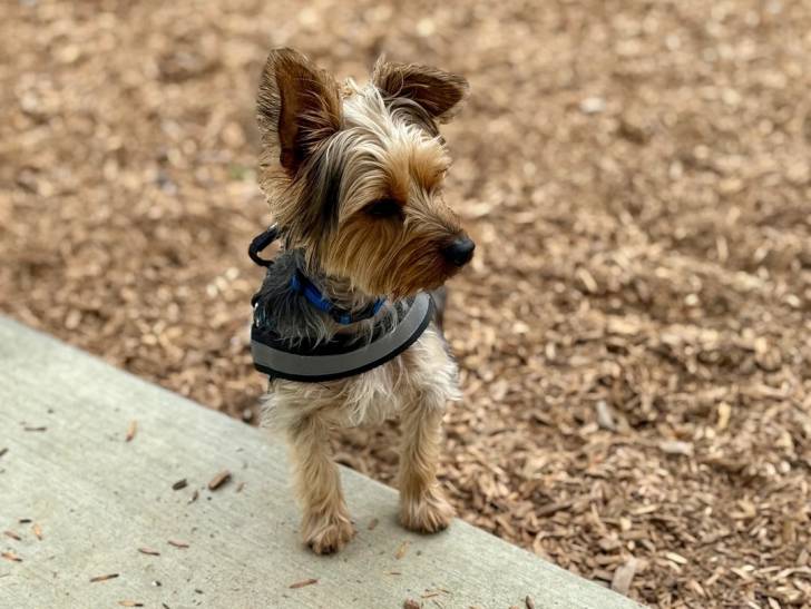 Un Silky Terrier sur une surface herbacée et portant un harnais 